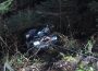 Vaslui. Un adolescent de 16 ani a murit după ce a căzut cu ATV-ul în pădure