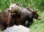 Legea urșilor intră în vigoare de mâine: unde pot fi împușcați cei 30 de urși care reprezinta cota județului Bacău