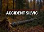 Tragedie în pădurea din Vaduri: un bărbat de 60 de ani, prins sub un copac căzut