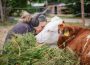 Peste 140 de animale au găsit refugiu la Nima, sanctuarul din Brăduleț, județul Argeș