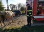 Măsuri pentru prevenirea și combaterea răspândirii rabiei în județul Neamț