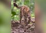 O nouă specie de pisică sălbatică, descoperită în Bolivia după mai bine de 100 de ani. Povestea felinei Tilcayo