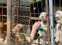 Afacerile cu trufe, din nou în vizorul Poliției: proprietari de câini de căutare dresați, amendați de Protecția Animalelor Bacău