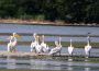 Miracolul din inima Olteniei. Cum a recucerit natura o fostă zonă industrială de lângă Slatina și a dat naștere Deltei Ipotești (FOTO)